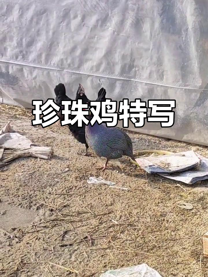 珍珠鸡的特写镜头,细节满满