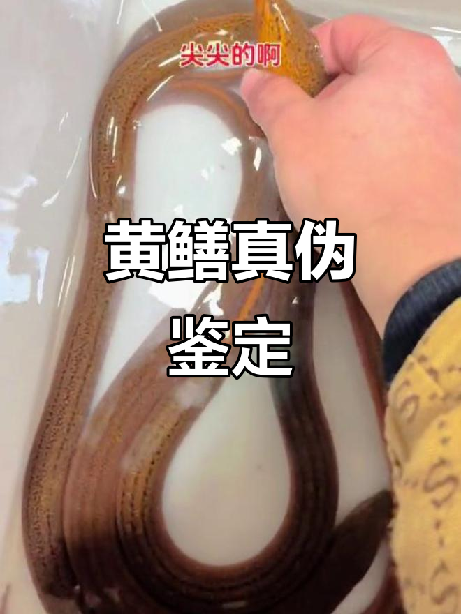 养殖黄鳝与野生黄鳝的辨别技巧,教你如何区分真假