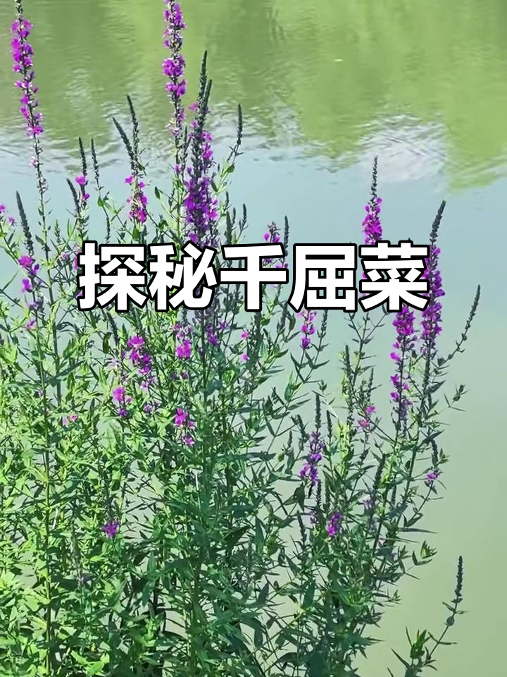 千屈菜:一种独特的水生植物,美丽又神秘