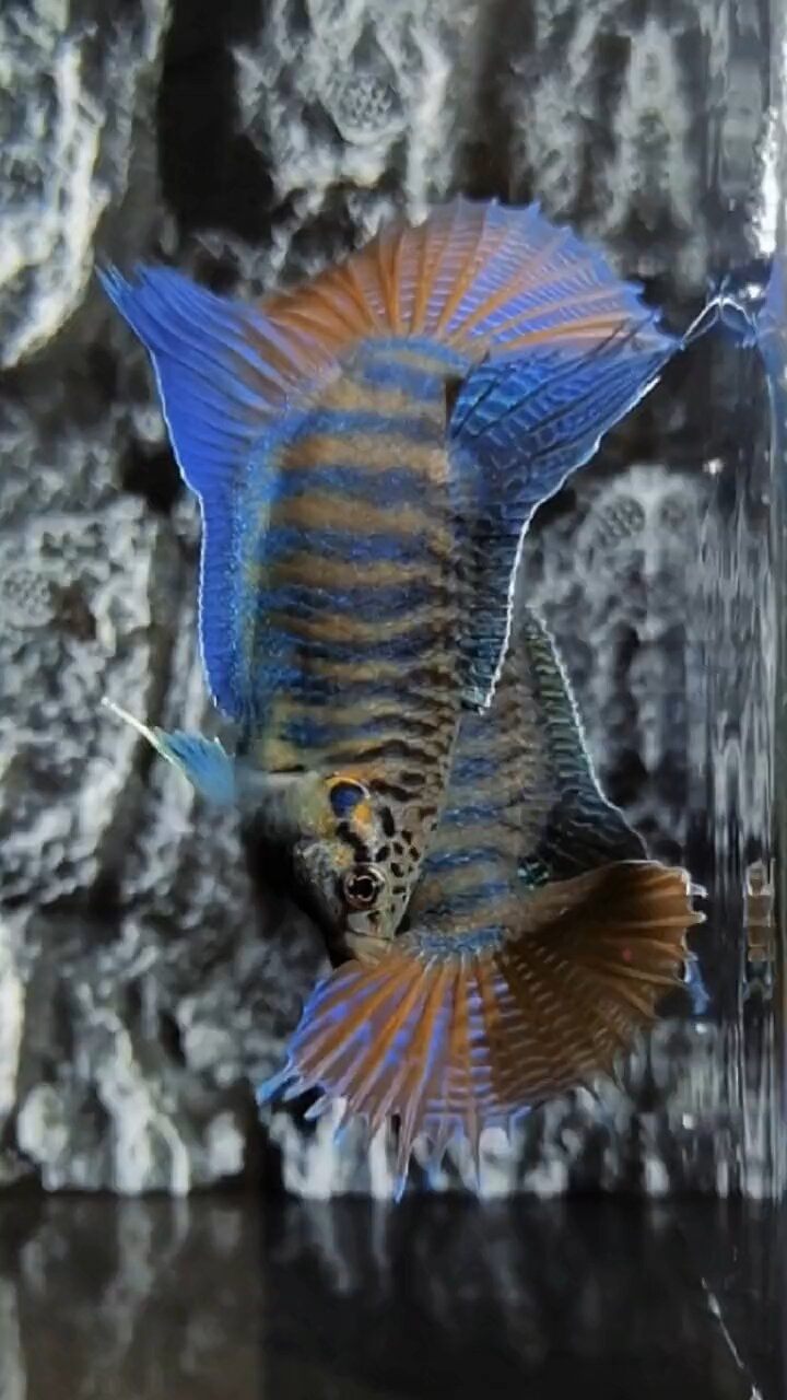 观赏鱼“动态壁纸”