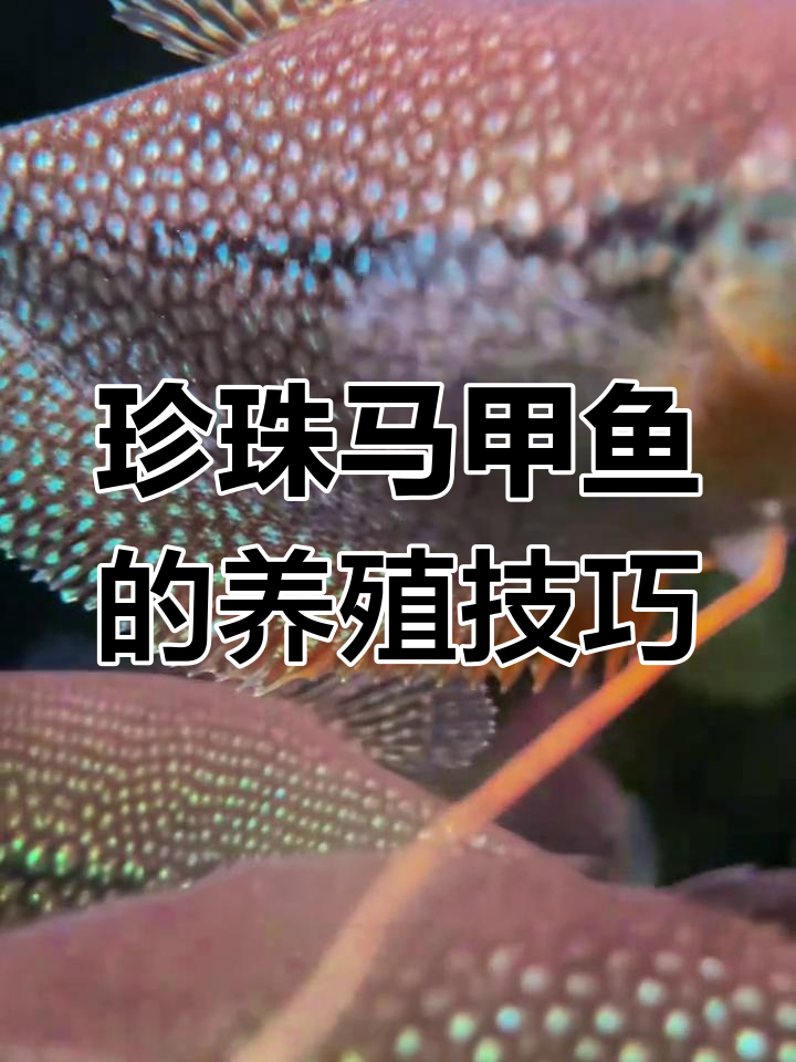珍珠马甲鱼:美丽又易养,繁殖能力惊人