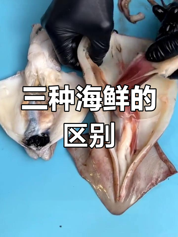 海兔、鱿鱼和墨鱼的辨别技巧