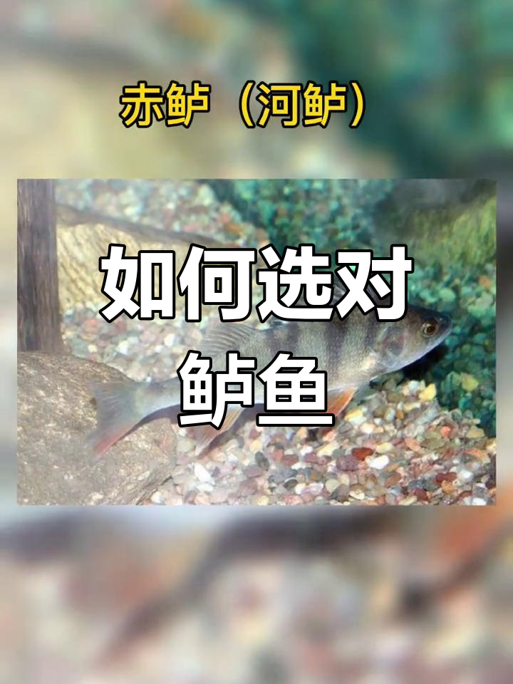 十种常见鲈鱼种类解析,教你如何挑选