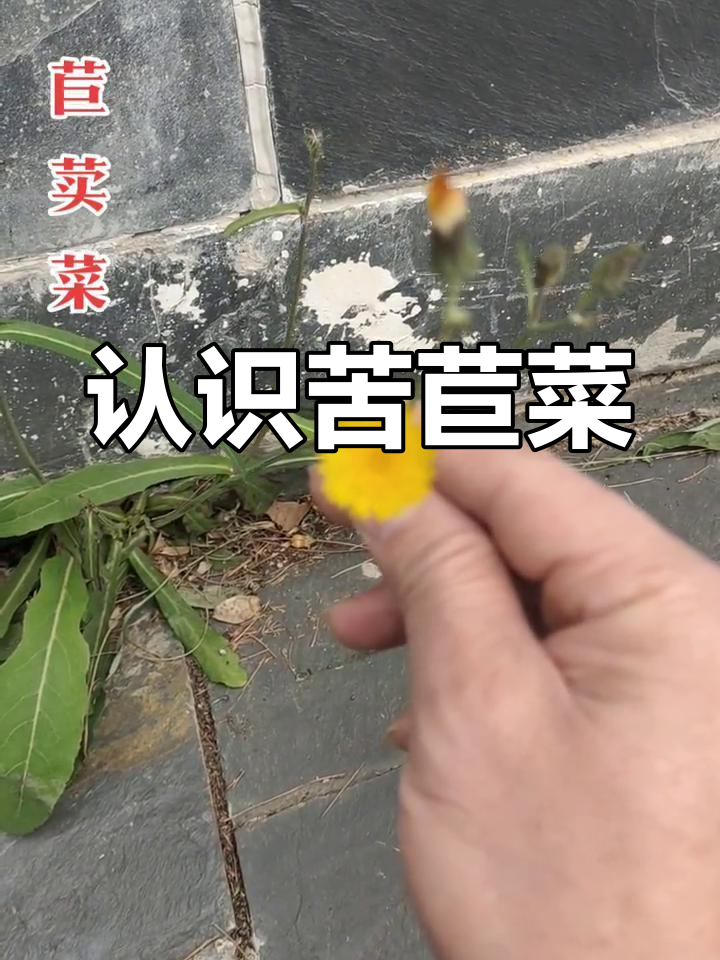 苦苣菜:夏日美味野菜,药食两用