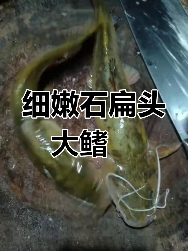 石扁头江鼠大鳍鳠,肉质鲜美如黄颖鱼