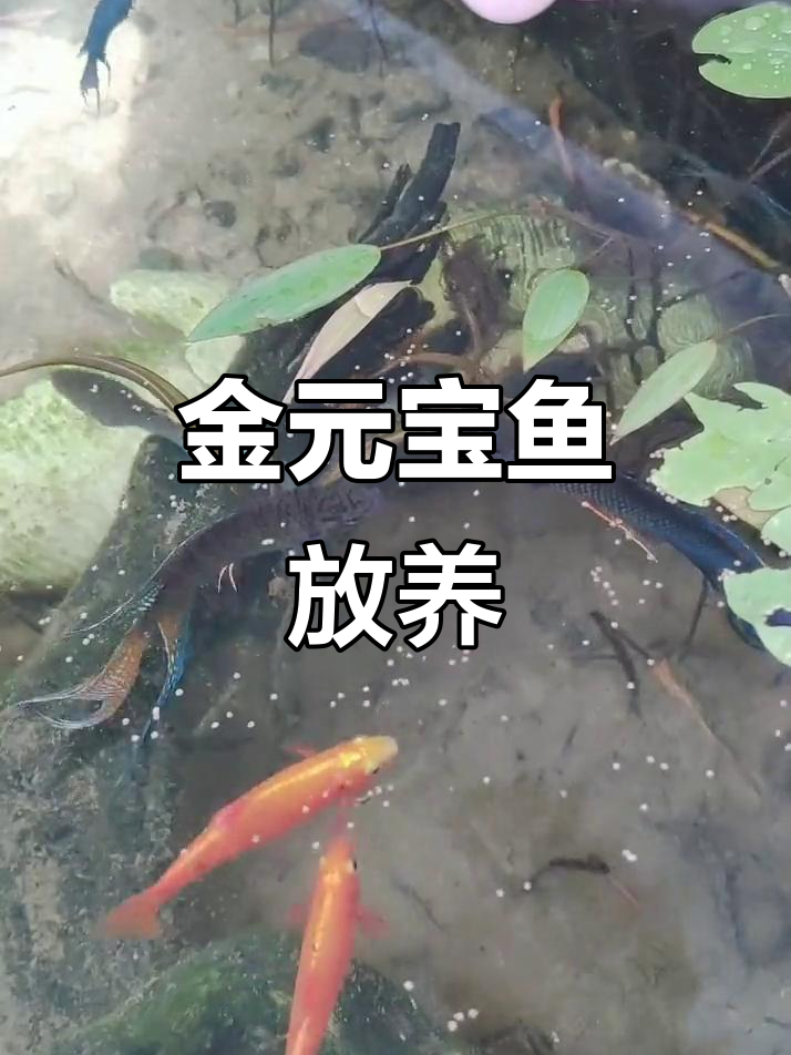 两条金元宝鱼在池子里游动,真好看!