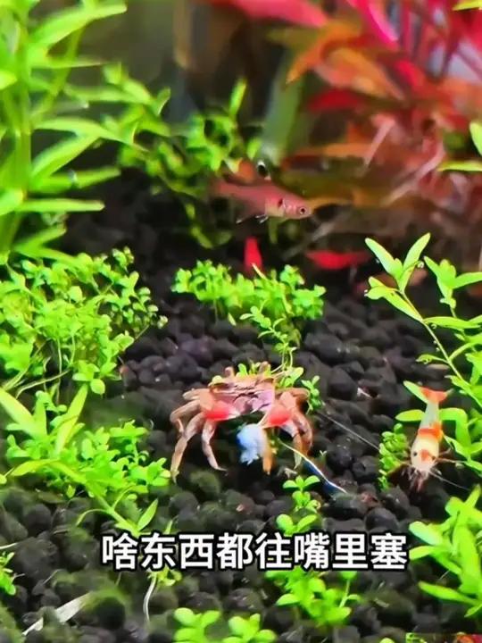 迷你辣椒蟹来打扫鱼缸啦