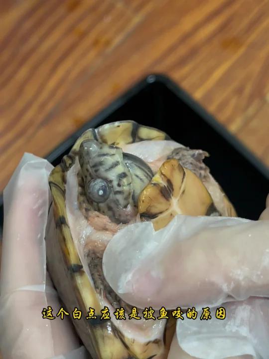 剃刀龟眼睛白点,简单处理看看能不能恢复