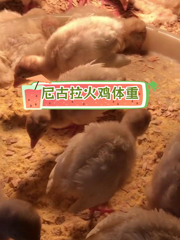 尼古拉火鸡成年体重揭秘,公母差异显著