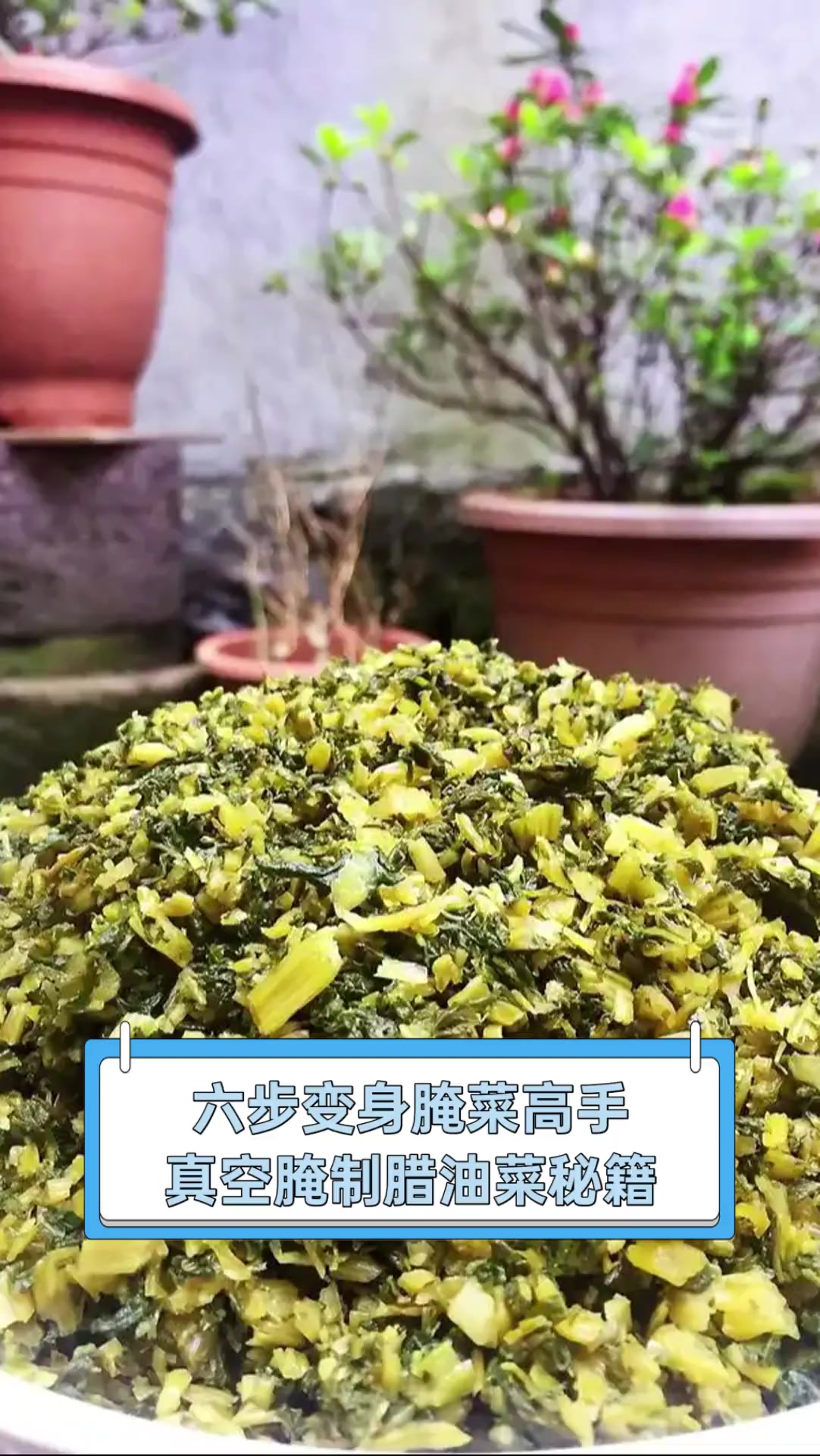 六步变身腌菜高手,真空腌制腊油菜秘籍