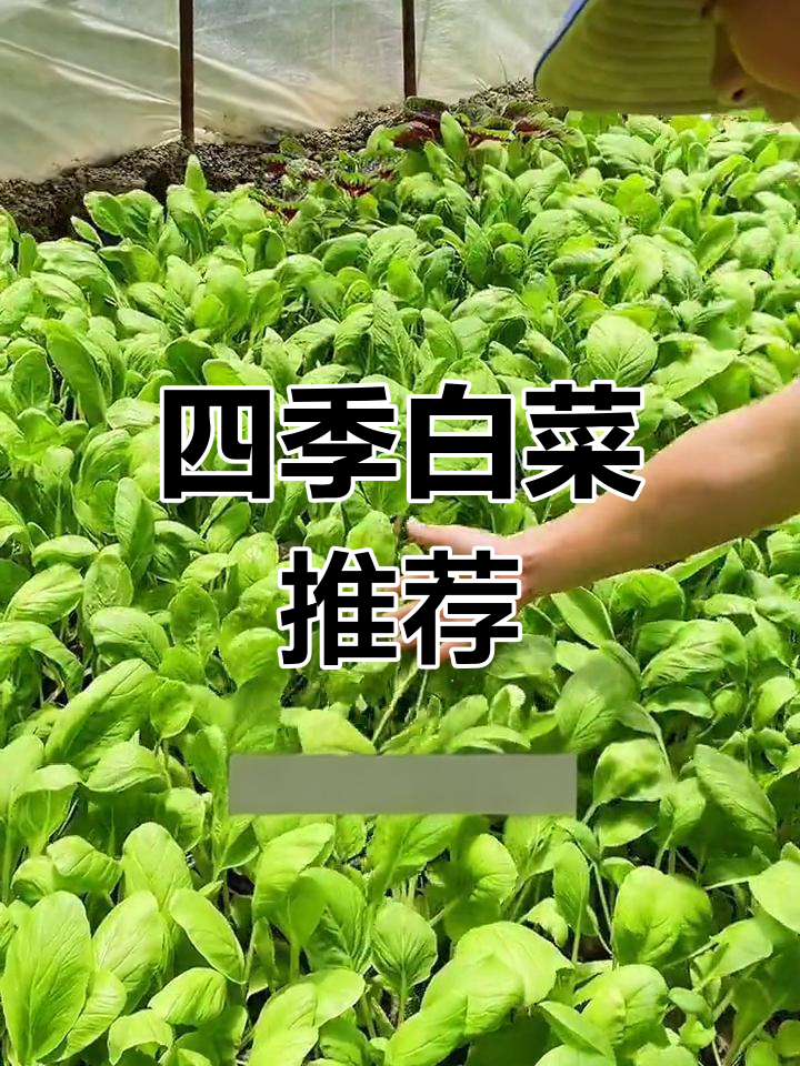 四季小白菜,耐寒又美味,赶紧试试吧!