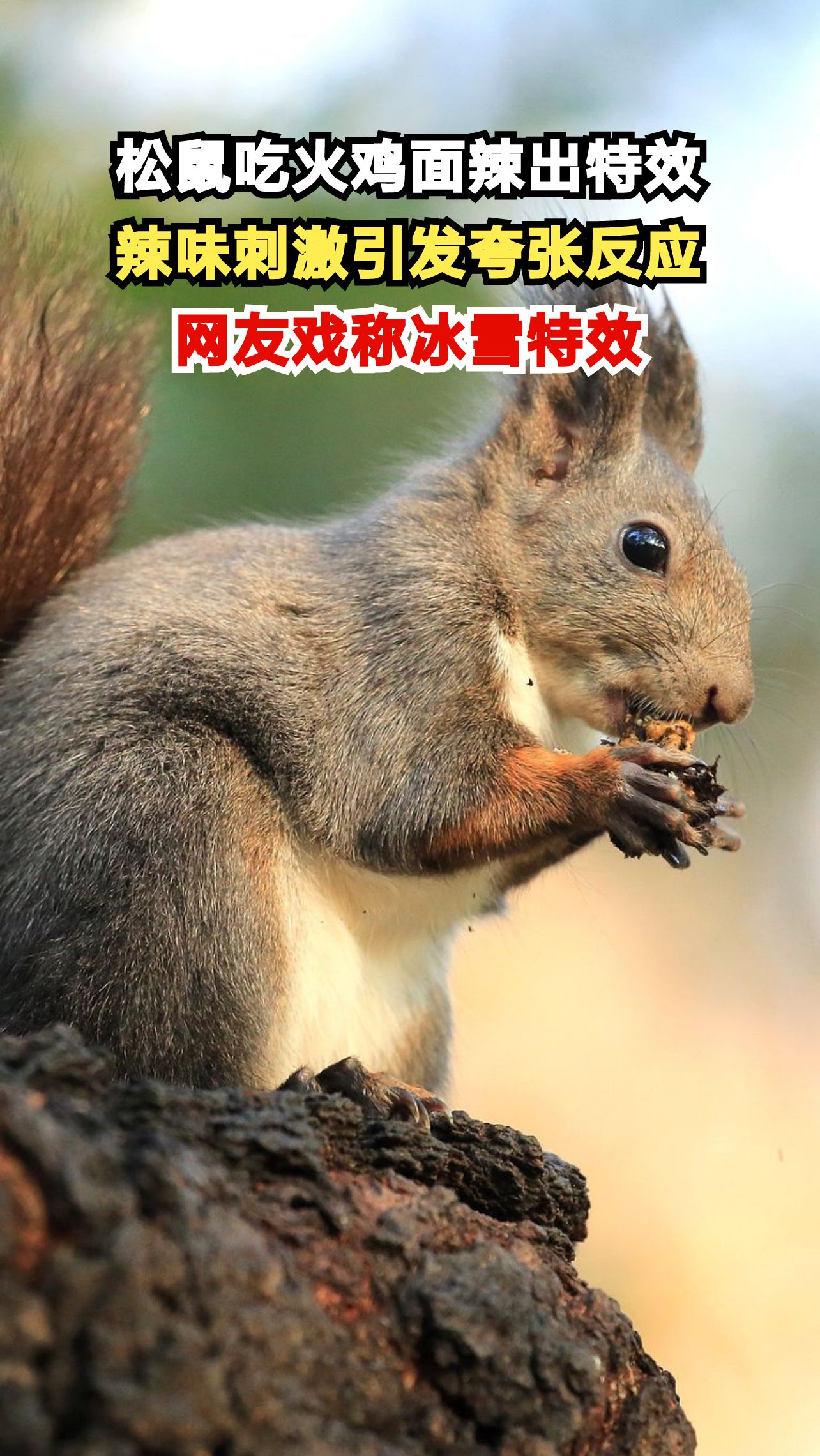 松鼠吃火鸡面辣出特效,辣味刺激引发夸张反应,网友戏称冰雪特效