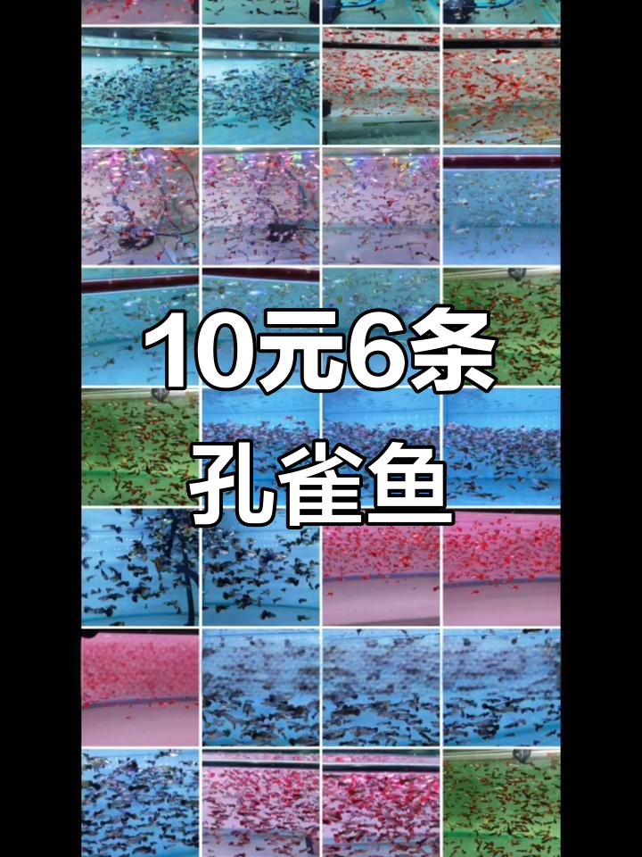 十元六条孔雀鱼，品种多样，超值福利不容错过