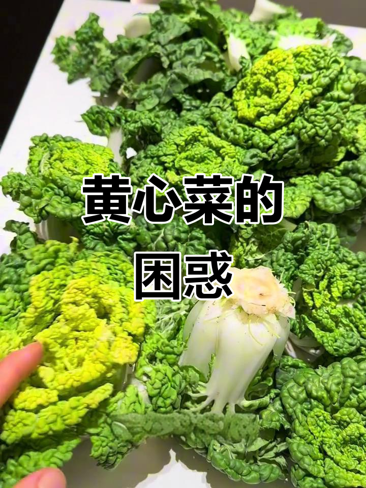 霜降黄心菜,口感如何?每次买都踩雷,真是让人头疼!
