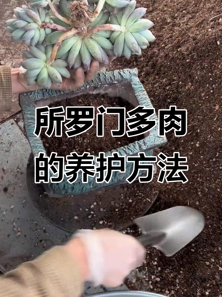 如何养殖所罗门多肉植物,掌握这些技巧让它们更健康