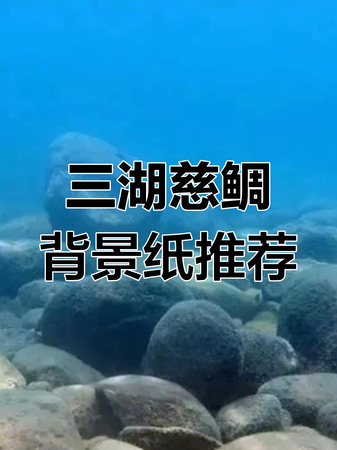 湖蓝色背景纸让鱼缸焕然一新,三湖慈鲷更显色