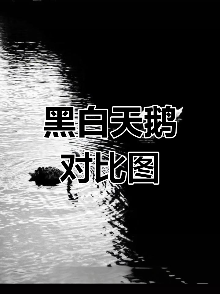 黑白天鹅的阴阳之美