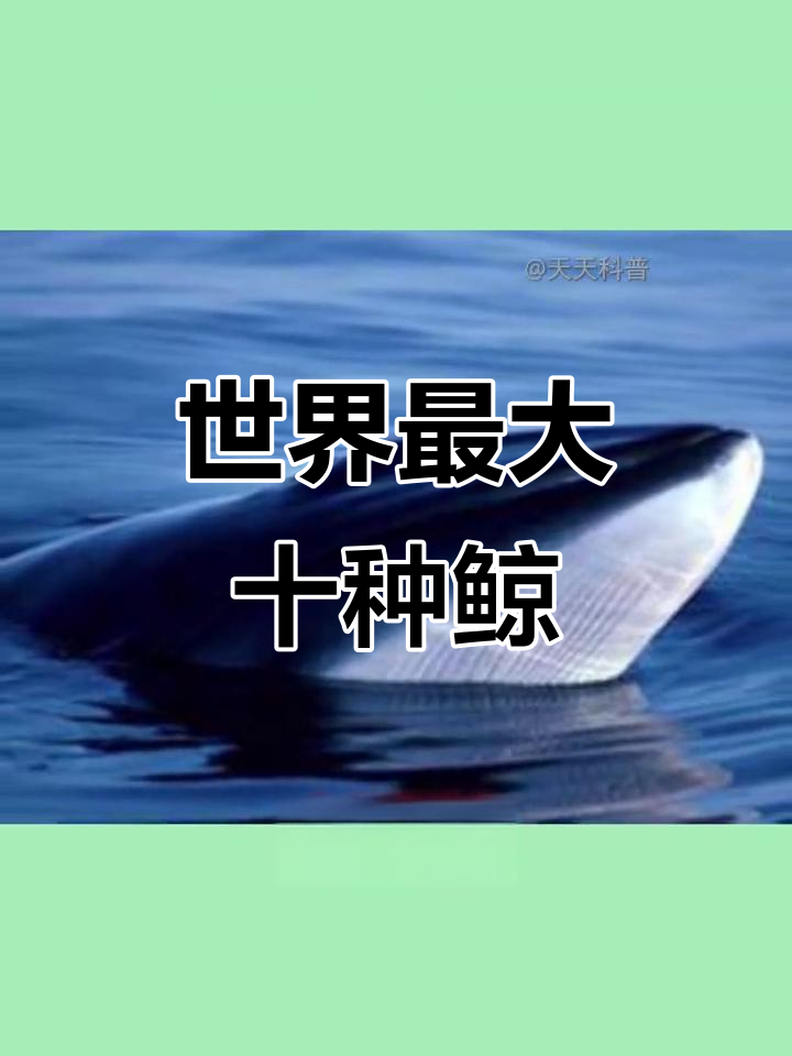揭秘十大体型最大的鲸鱼,看看你知道几种?
