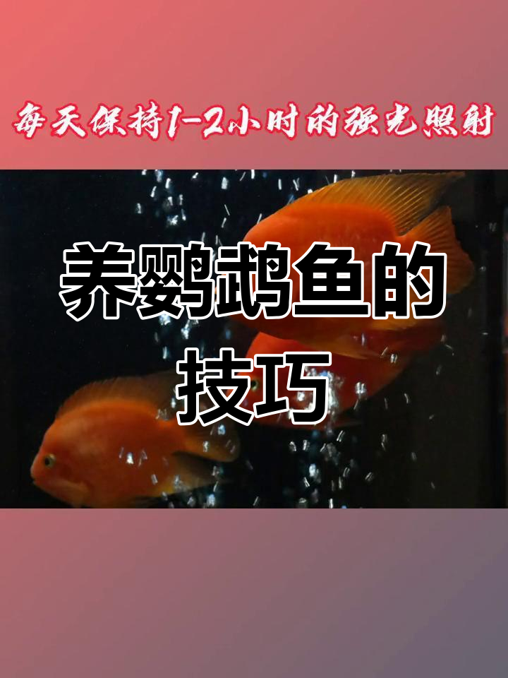 鹦鹉鱼如何饲养才能更红?