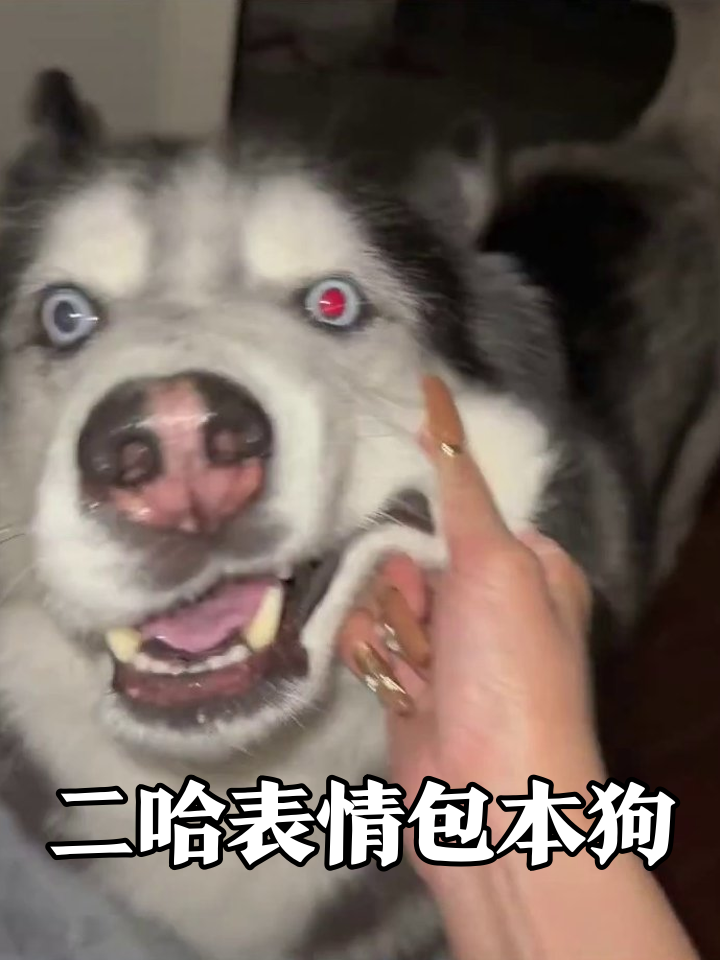 二哈被迫营业拍表情包,异瞳龇牙演技爆棚