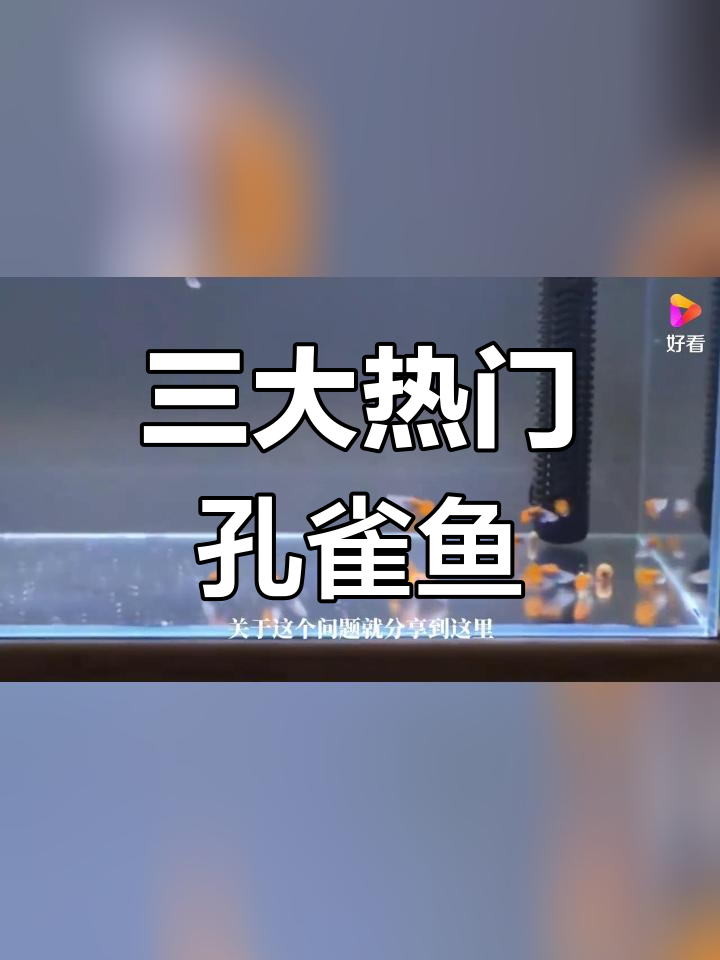 孔雀鱼三大品种解析