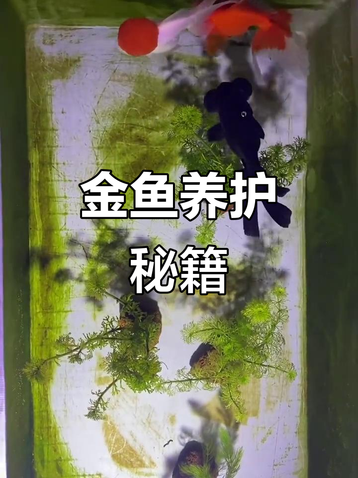 龙种金鱼轻松养,过滤稳定水质清澈,水草成食物来源