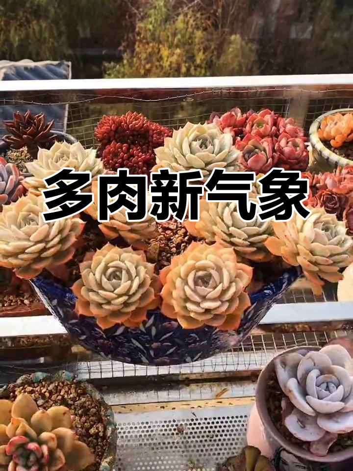 雪域蓝巴黎,状态渐佳