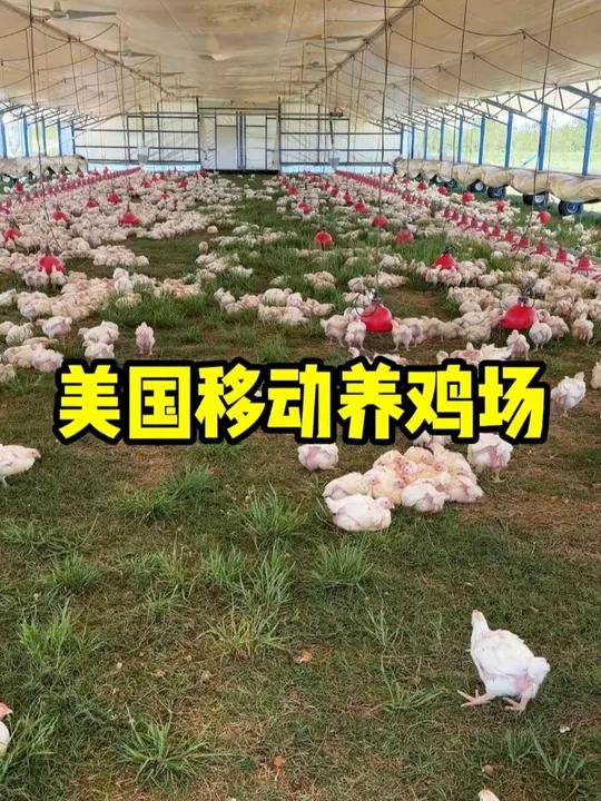 美国人真聪明,能发明出这样的移动养鸡场!