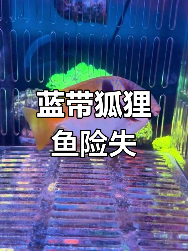 刚入缸的蓝带狐狸鱼差点失去