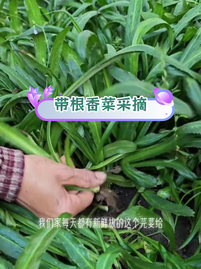 新鲜老缅芫荽采摘技巧