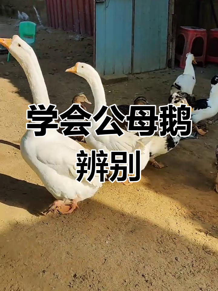 公母鹅区分大揭秘,看这些特征你也能轻松分辨