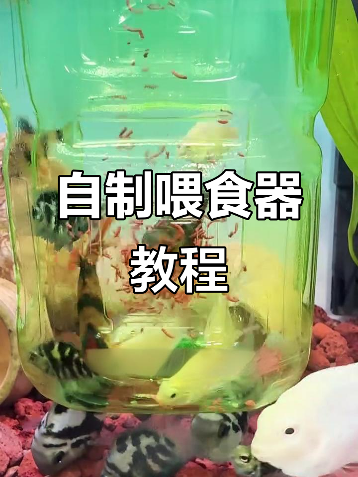 矿泉水瓶变喂食器,轻松解决鱼粮漂散问题