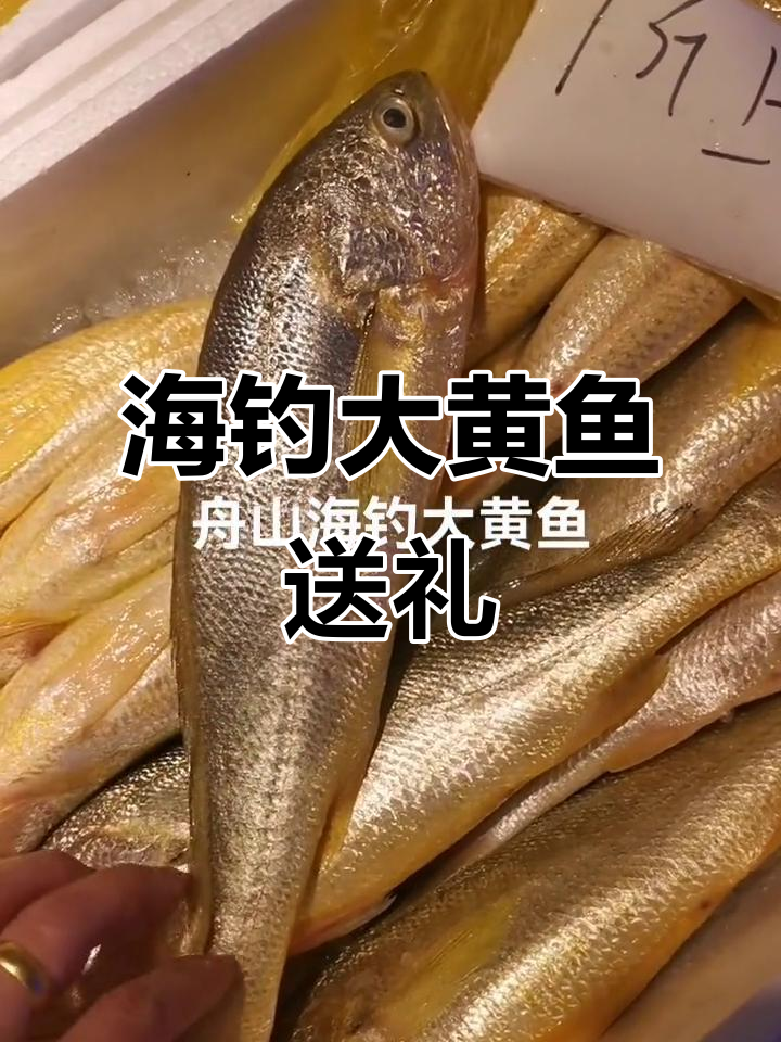 舟山野生海钓大黄鱼,高端大气送礼佳选