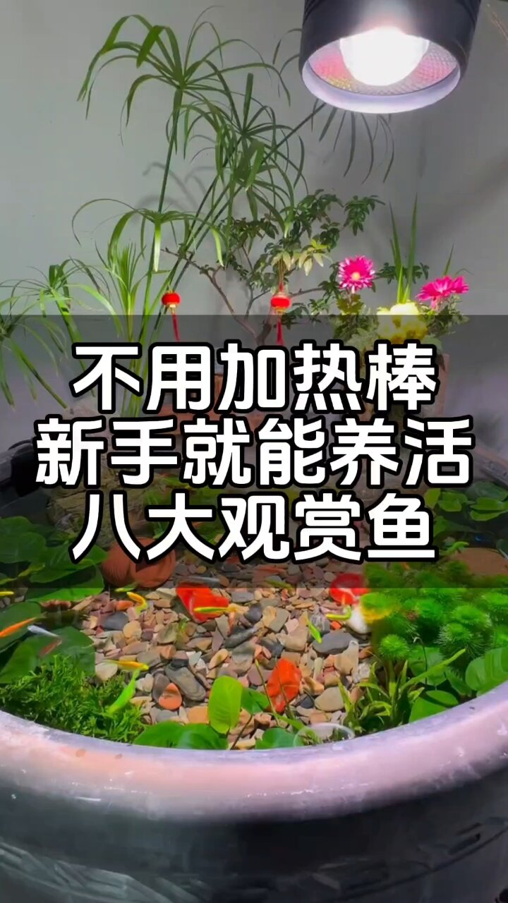 推荐八种不用加热棒就可以养的观赏鱼
