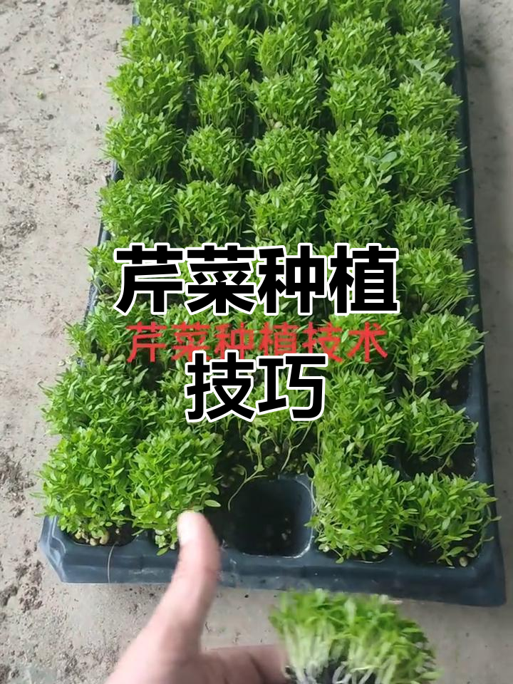 芹菜育苗全流程:从种子到成品苗的成长之路