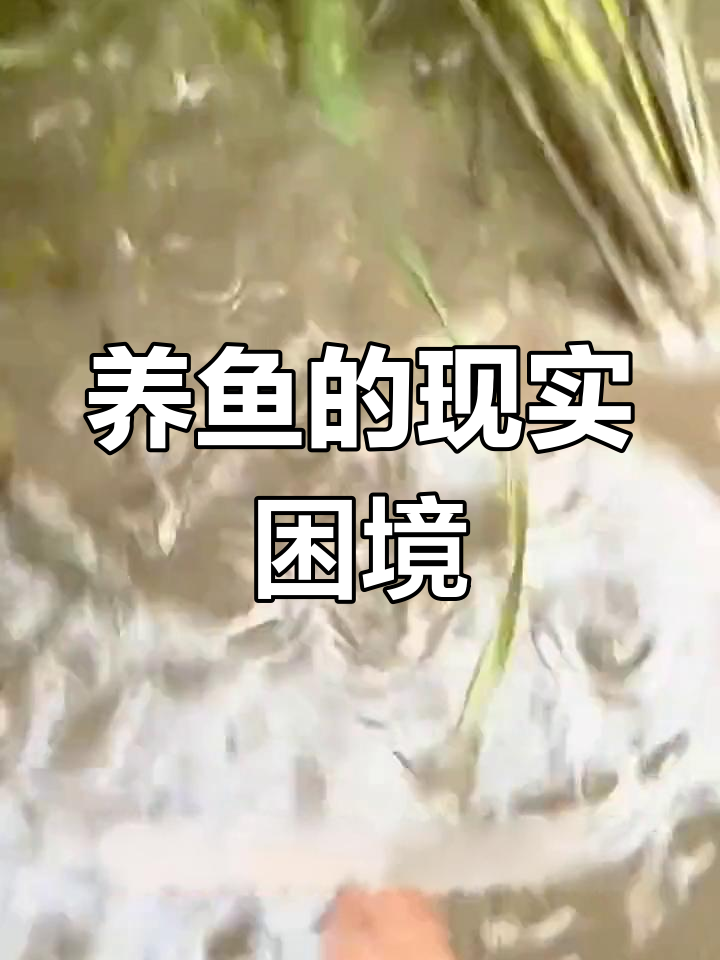 养殖稻花鱼,梦想与现实的差距