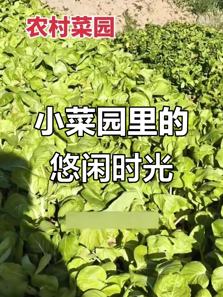 农村小菜园的日常,花菜采摘与户外休息两不误