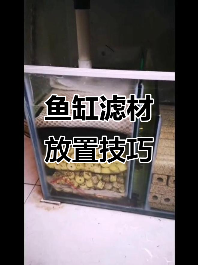 鱼缸滤材摆放全攻略:过滤棉、细菌屋这样放效果更佳