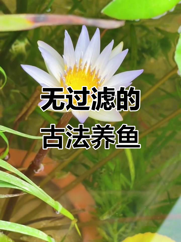 十米鱼缸生态大揭秘,荷花与藻类共舞