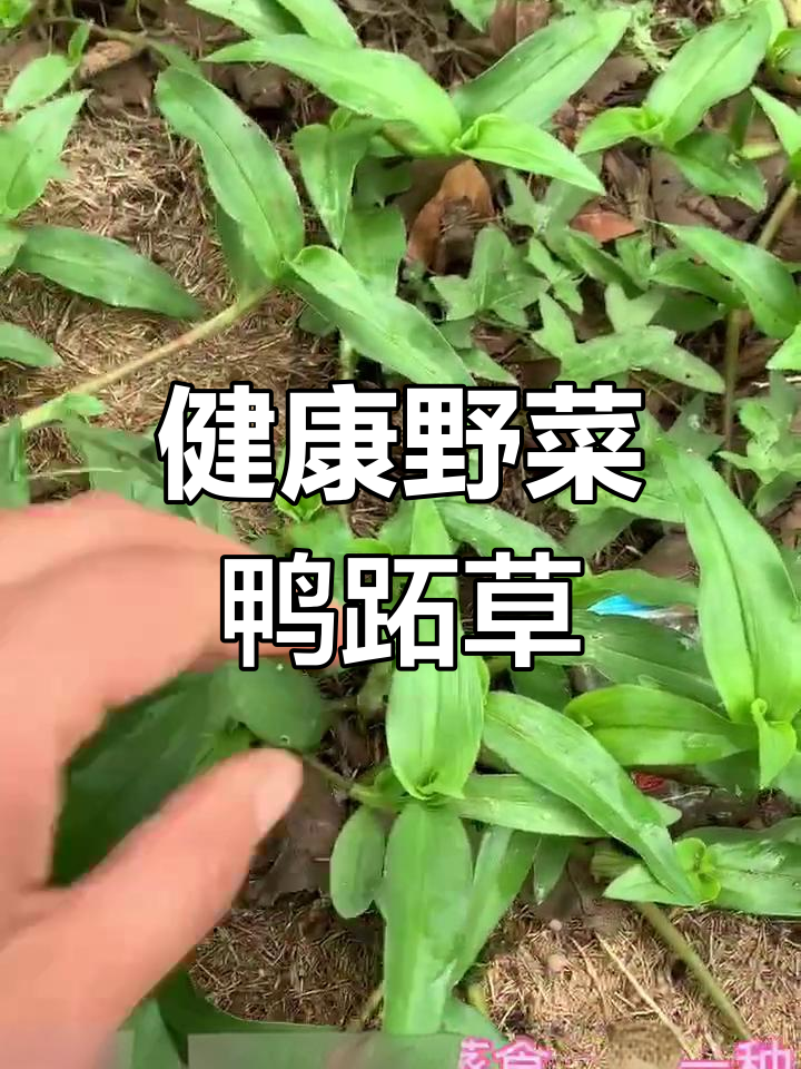 鸭跖草:一年生草本植物,夏季开花