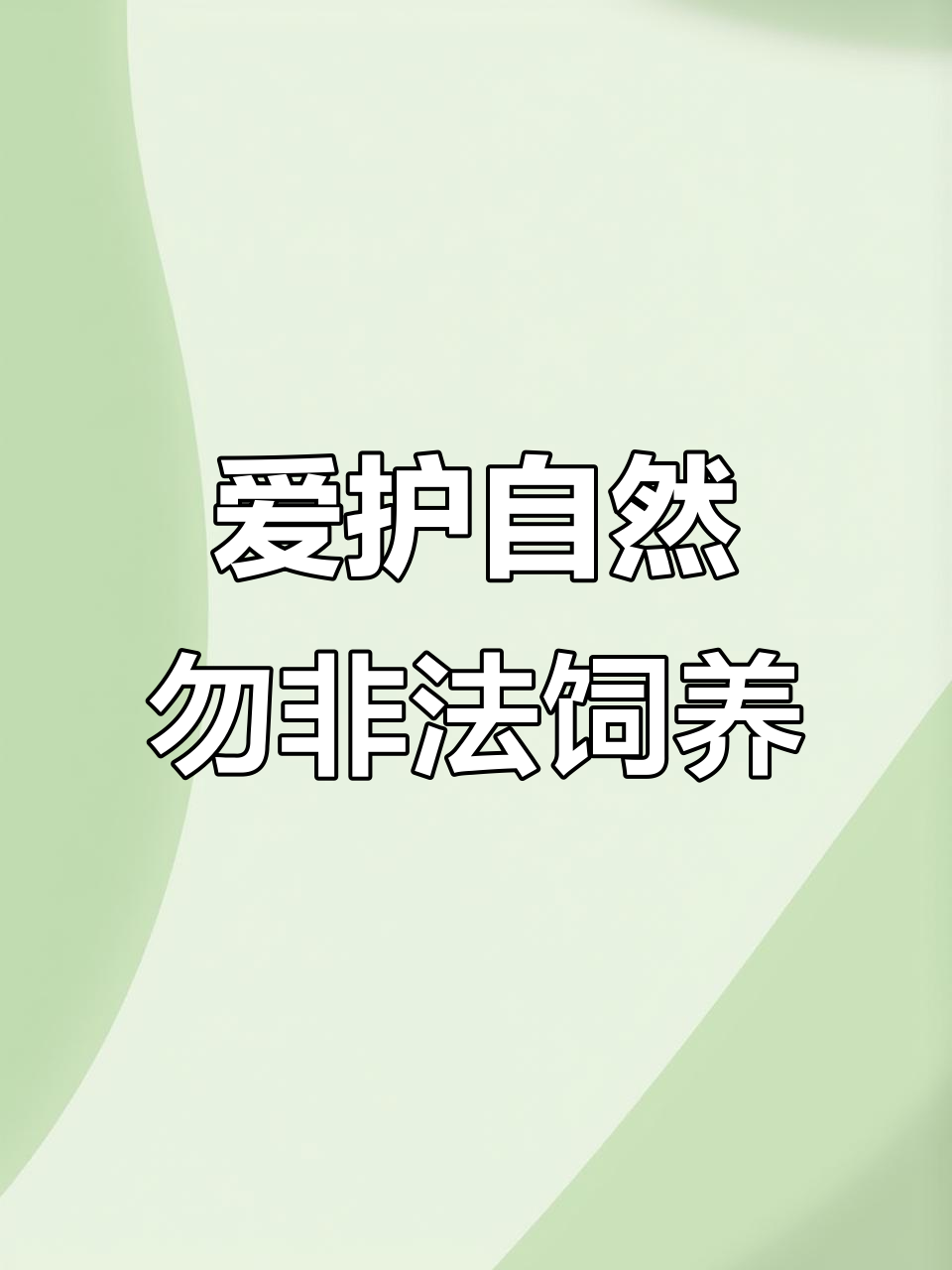 保护野生动物,遵守法律!白面水鸡拍摄须知