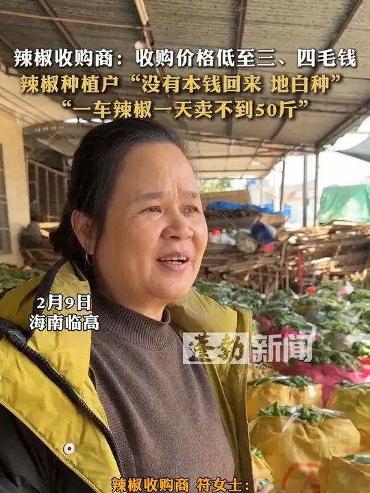 辣椒收购商:收购价格低至三、四毛钱 辣椒种植户“没有本钱回来 地白种” “一车辣椒一天卖不