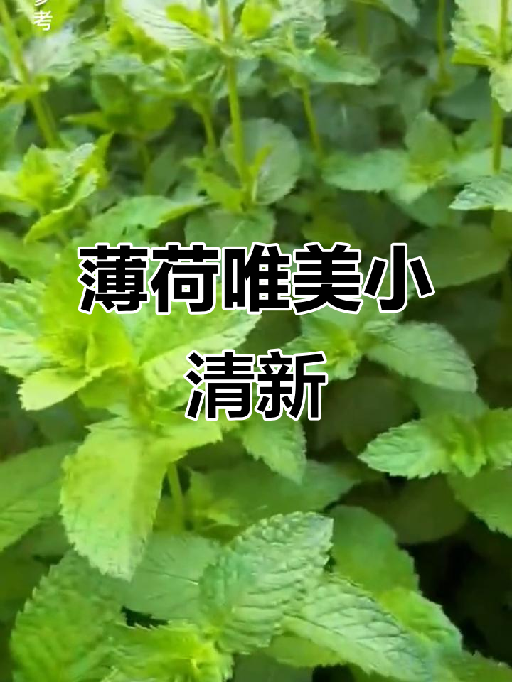 薄荷的清新魅力,带你感受小清新的美丽