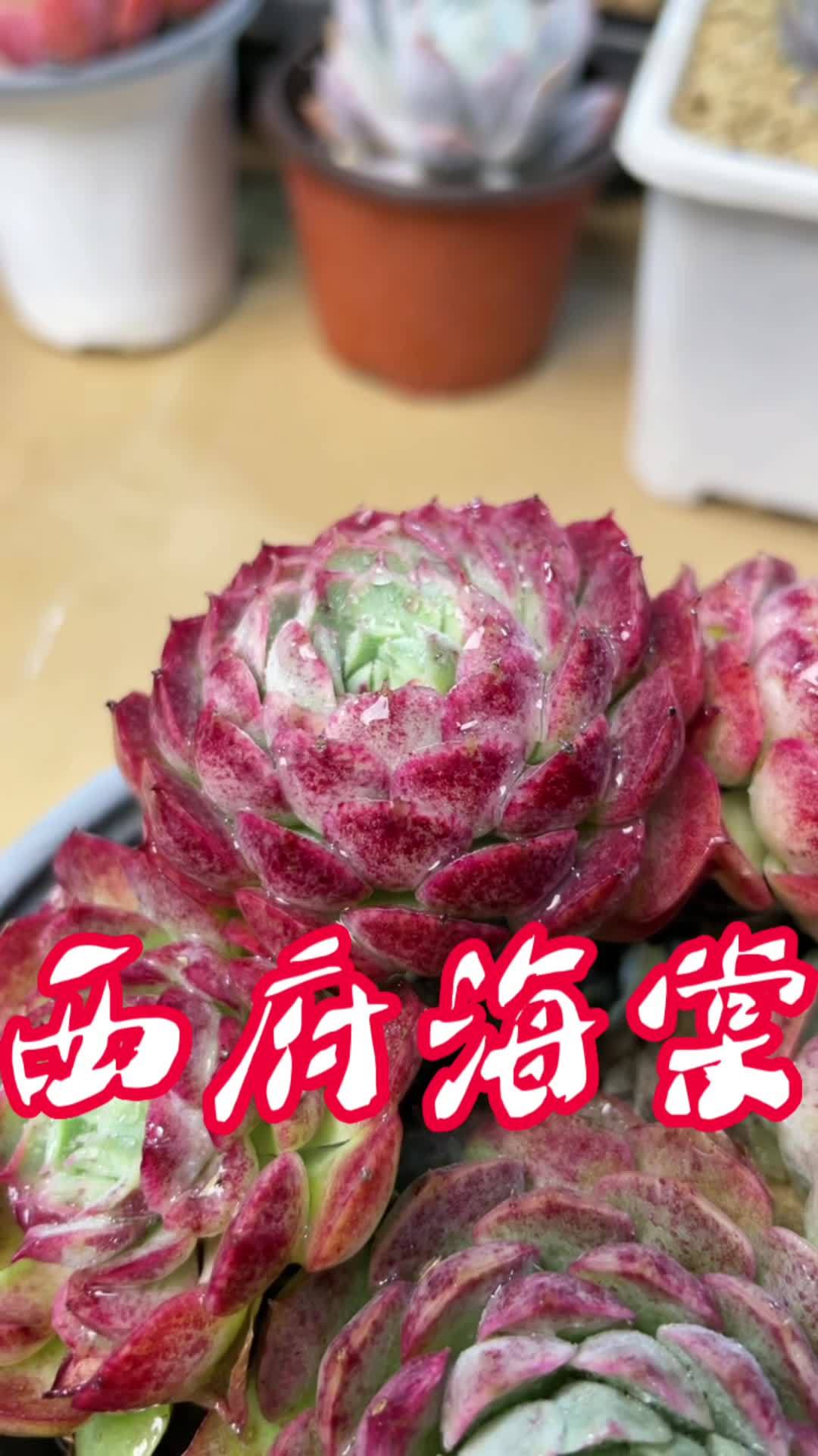 什么多肉越冷越红?西府海棠也就是朱砂痣,应该是一个很有代表性的品种了!多肉植物 肉肉的世界