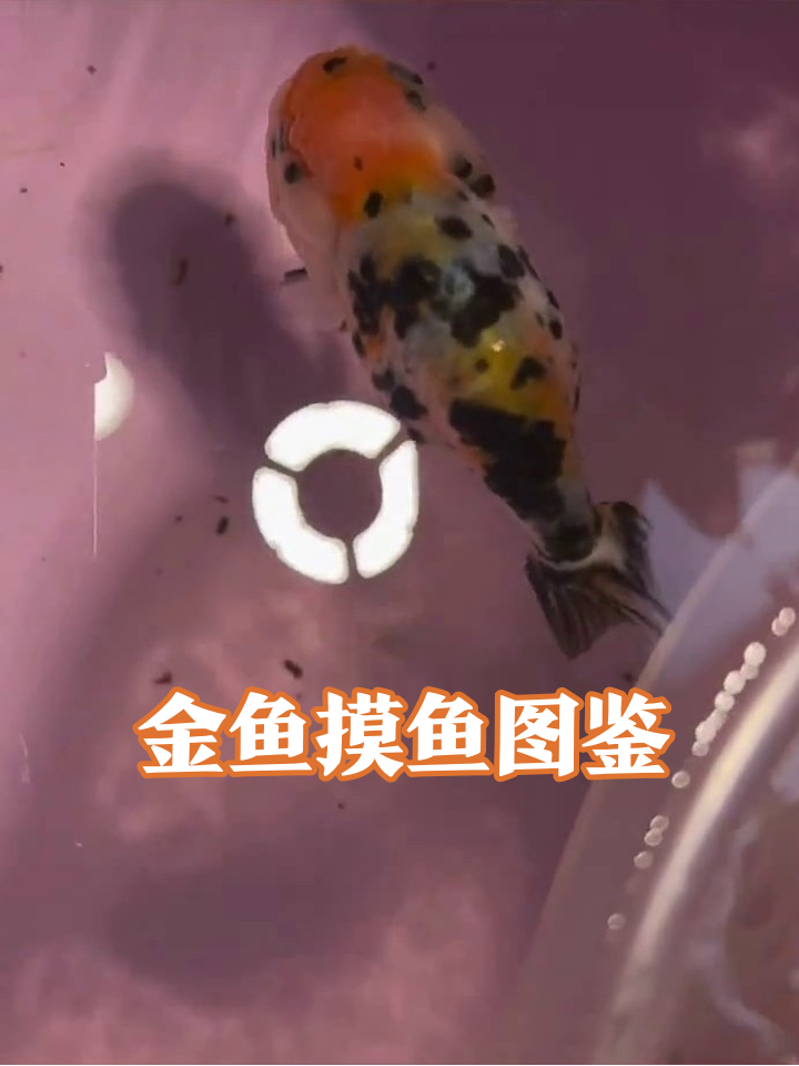 金鱼版摸鱼现场:三色鱼秀皮肤,纯黑鱼摆烂被抓包
