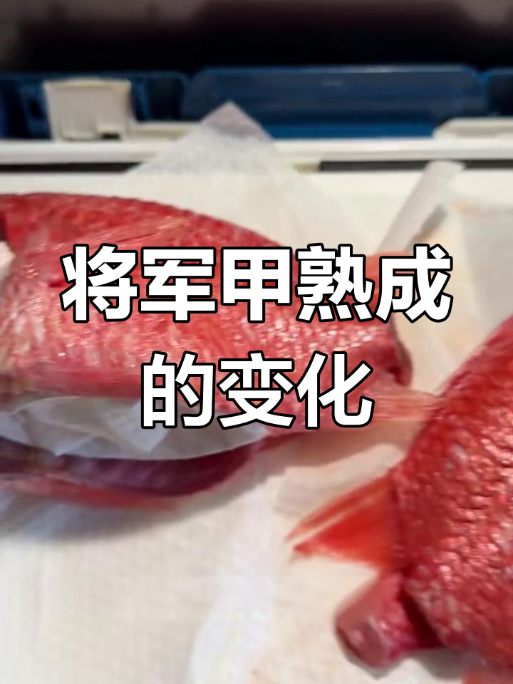 将军甲熟成全过程揭秘,鳞片脱落、鱼肉软化的完美转变