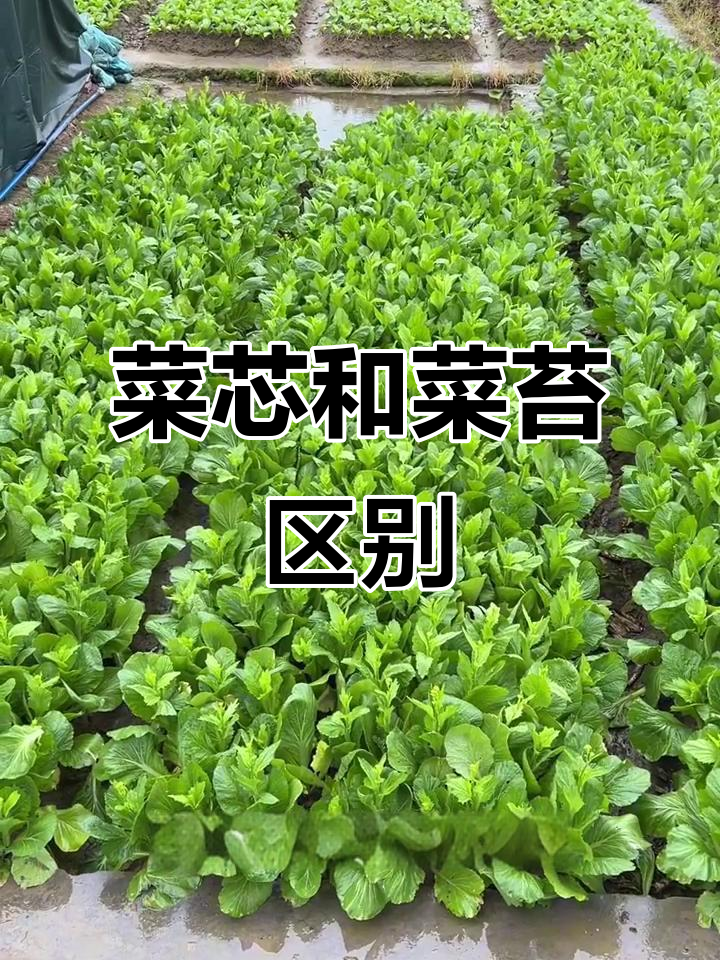 菜心与菜苔的区别:广东人最爱这样吃