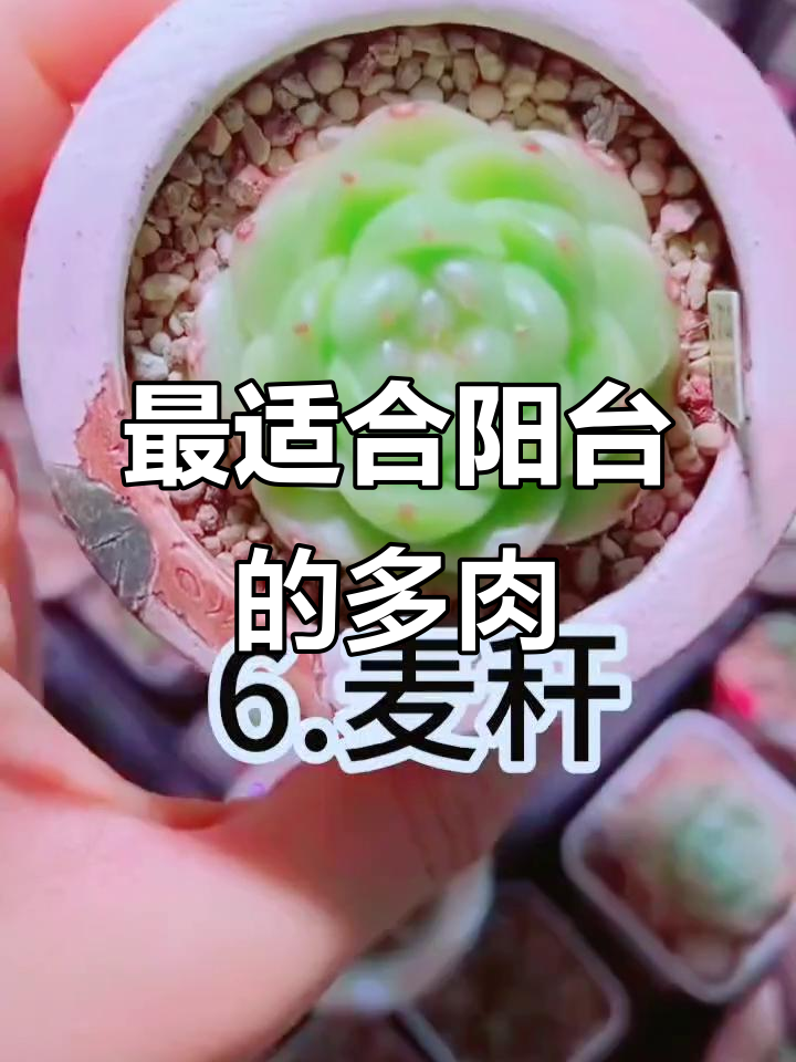 阳台党必看！这6款多肉最适合你