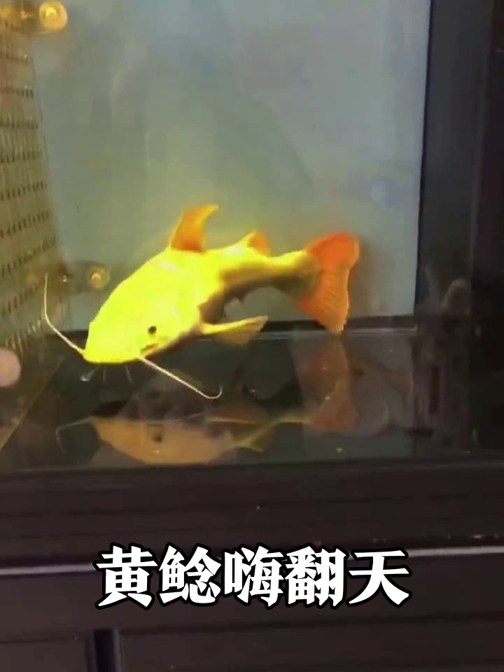 从憋屈塑料袋到豪华鱼缸,黄金鲶鱼秒变干饭达人