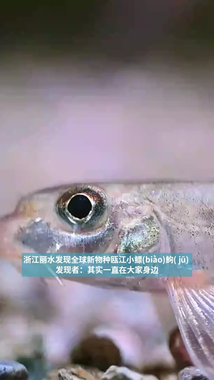 瓯江小鳔(biào)鮈(jū)名字很难念的淡水鱼其实是全球新物种